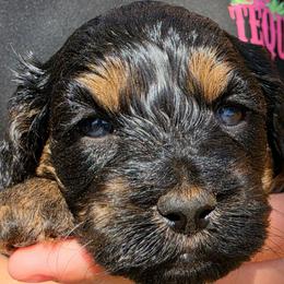 Buckwheat - Black and tan male Cockapoo puppy in Indiahoma, Oklahoma from Phamily Doodles
