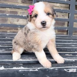 Cinnamon - Blue merle female Aussiedoodle puppy in Cartersville, Georgia from Simply Blessed Doodles