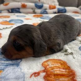 Poppy - Dapple male Dachshund puppy in Humphreys, Missouri from Foster’s Dachshunds