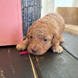Hot Pink girl - Apricot female Poodle puppy in Tupelo, Mississippi from Ruby D. Farms