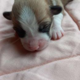 Girl 1 - Red female Pembroke Welsh Corgi puppy in Michigan from Metzger Homestead