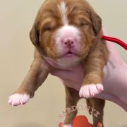 Marwari - Red male Nova Scotia Duck Tolling Retriever puppy in Albany, New York from Sardonyx Canines