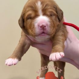 Marwari - Red male Nova Scotia Duck Tolling Retriever puppy in Albany, New York from Sardonyx Canines