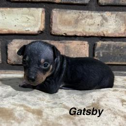 Gatsby - Black and tan male American Hairless Terrier puppy in Buckingham, Illinois from Gaus Hof