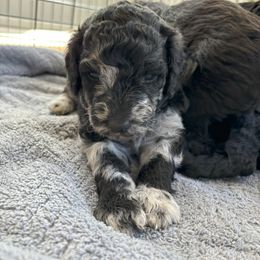 Aussiedoodle Puppies from The Klepper Homestead