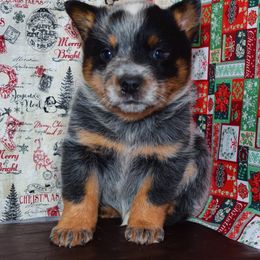 Australian Cattle Dog and Pembroke Welsh Corgi Puppies from Heelers in Texas