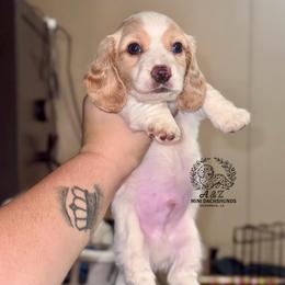 Swig - Piebald male Dachshund puppy in Hornbeck, Louisiana from A&Z Mini Dachshunds