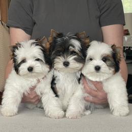 Biewer Terrier puppies from My Beautiful Tribe