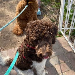 Goldendoodles from Koko & Kai's litter