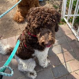Goldendoodles from Koko & Kai's litter