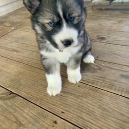 Siberian Husky Puppies from TRUHUSKY SIBERIANS