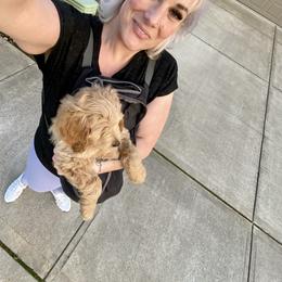 Cockapoo and Goldendoodle Puppies from Capital Doodles