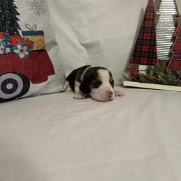Girl 5 - White black and tan female Beagle puppy in Newman, California from Valley Beagles