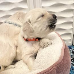 Orange collar - Light golden female Golden Retriever puppy in Ingleside, Texas from Sweetbay Goldens