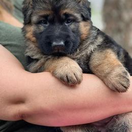 German Shepherd Puppies from Zwinger vom Schneider Wald