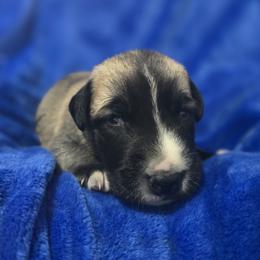 Anatolian Shepherd Dog Puppies from Florida Anatolian Shepherds