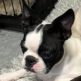 Bon Bon - Boston Terrier