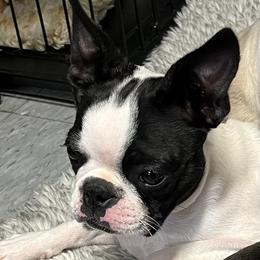 Bon Bon - Boston Terrier