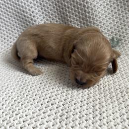 Dachshund Puppies from Morgan Burtenshaw