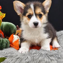 Bailey - Black and white female American Corgi puppy in Missouri from Country Legends Aussies & Corgis