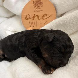 Girl 1 - Phantom female Bernedoodle puppy in Pottstown, Pennsylvania from Willow-Be Doodles