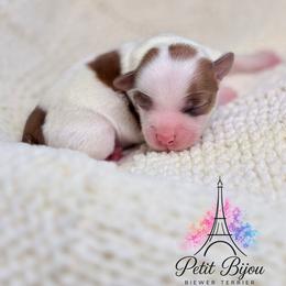 White Red Girl - female Russian Salon Dog puppy in Iva, South Carolina from Petit Bijou Biewer Terriers & Russian Salon Dogs