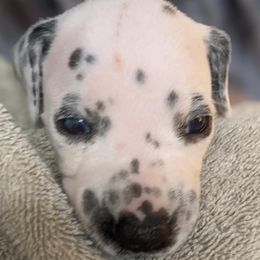 Girl 3 - White and black female Dalmatian puppy in Maryville, Tennessee from Coachside Dalmatians