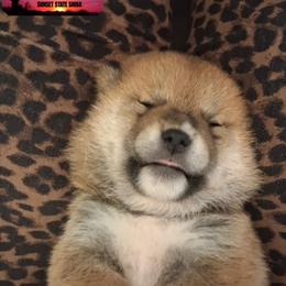 Shiba Inu Puppies from Sunset State Shiba