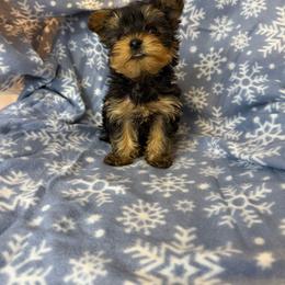 Yorkshire Terrier puppies from BabydollYorkiesofTexas