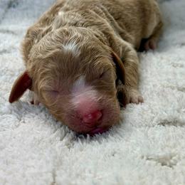 Cassie - Apricot female Goldendoodle puppy in Willacoochee, Georgia from Kitandkboodle's Doodles