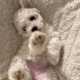 Chloe - White female Bichon Frise puppy in Glen Allen, Virginia from Amori's Royal Bichons