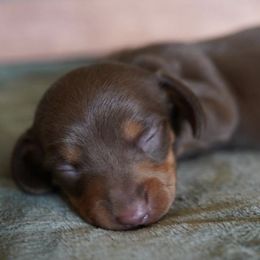 Dachshunds from TNT Dachshunds