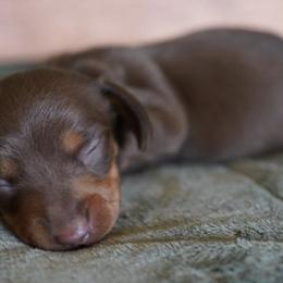 Dachshunds from TNT Dachshunds