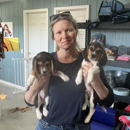Beagle Puppies from Leslie Beagles of Leslie Farm