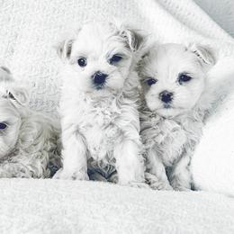 Maltese Puppies from Rockin Rivers AKC Maltese & Malshi's