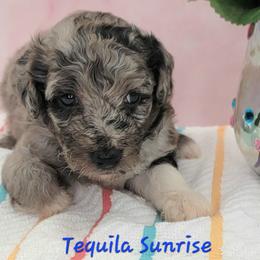 Tequila Sunrise - Blue merle male Aussiedoodle puppy in Boonville, North Carolina from Branch Creek kennels