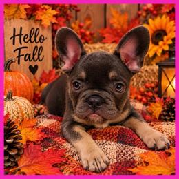 Elle - Blue female French Bulldog puppy in Conroe, Texas from SFLK