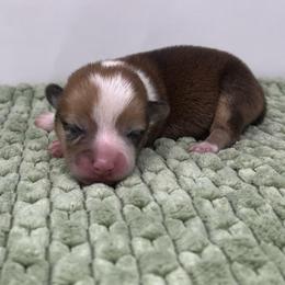 Cedar - Red merle and white male American Corgi puppy in Waco, Texas from The Comma Corgis