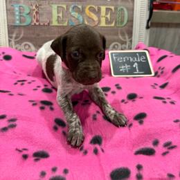 Female 1 - Liver roan female German Shorthaired Pointer puppy in Kathleen, Florida from Alex Yates GSP's