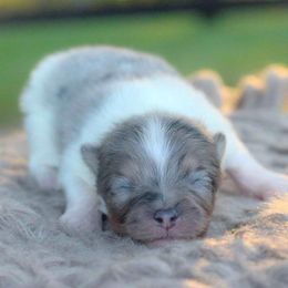 Jack - Blue merle male Pomeranian puppy in Bremen, Indiana from AMS Pomeranians and Pomskies in Indiana