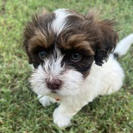 Updates Soon - Chocolate male Havanese puppy in Monahans, Texas from Homeward Havanese, LLC