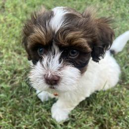Updates Soon - Chocolate male Havanese puppy in Monahans, Texas from Homeward Havanese, LLC