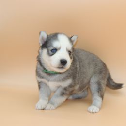 Pomsky and Siberian Husky Puppies from Beastly Beauties Huskies & Pomskies