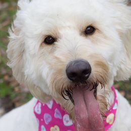 Assorted Doodle Crosses and Goldendoodles from Sugardoodles Goldendoodles