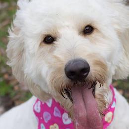 Assorted Doodle Crosses and Goldendoodles from Sugardoodles Goldendoodles