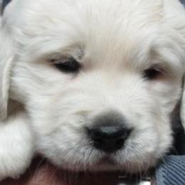 Golden Retrievers from Hearts of Gold Retrievers LLC