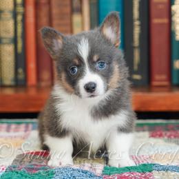 Bluejay - Blue male Pembroke Welsh Corgi puppy in Bedford, Indiana from Sunny Acres Corgis