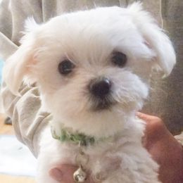 Maltese Puppies from Michigan Maltese Puppies