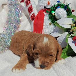 Boots - Red male Cavapoo puppy in Dallas, Texas from Halo's Heroes Doodles