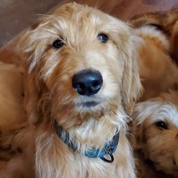 Goldendoodles and Golden Retrievers from Western States Golden Retrievers and Goldendoodles